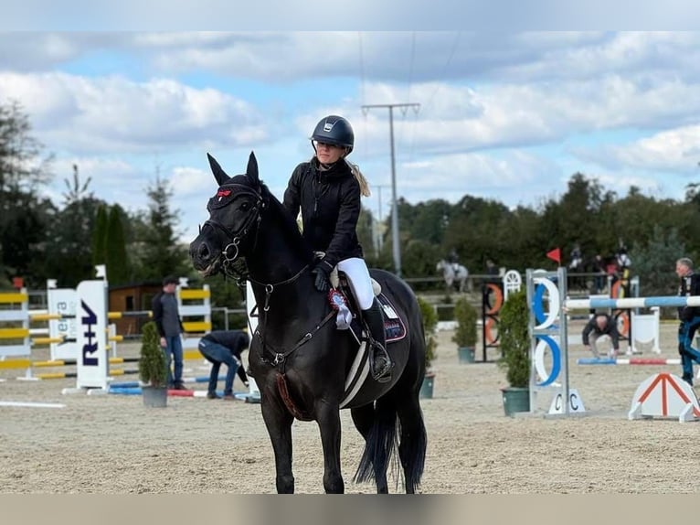 Hannover Castrone 10 Anni 172 cm in Villingen-Schwenningen