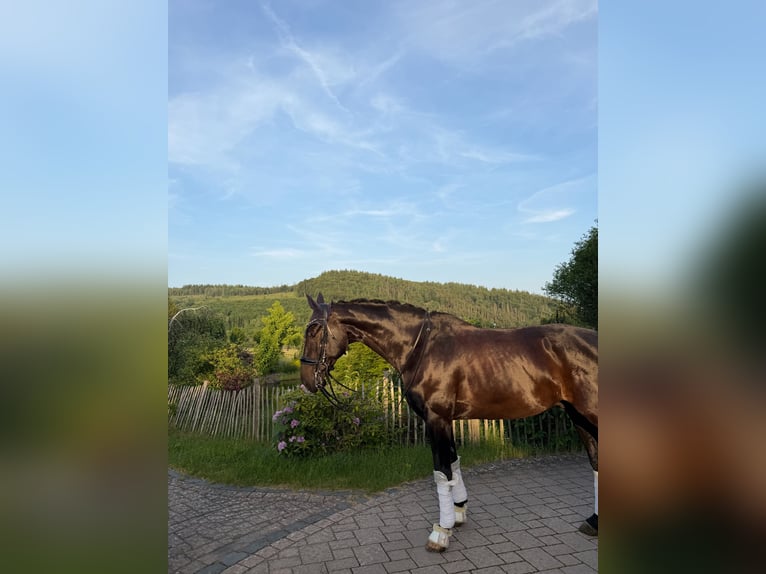 Hannover Castrone 10 Anni 172 cm Morello in Haiger