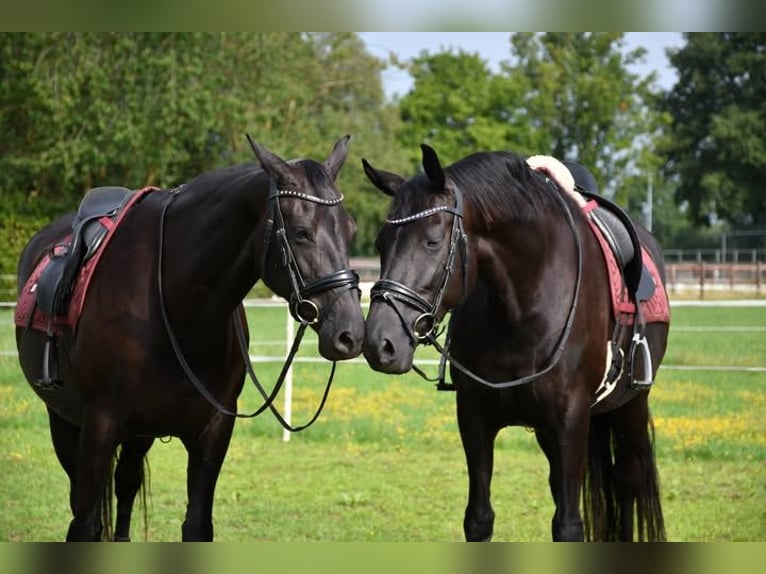 Hannover Castrone 10 Anni 172 cm Morello in Rochefort