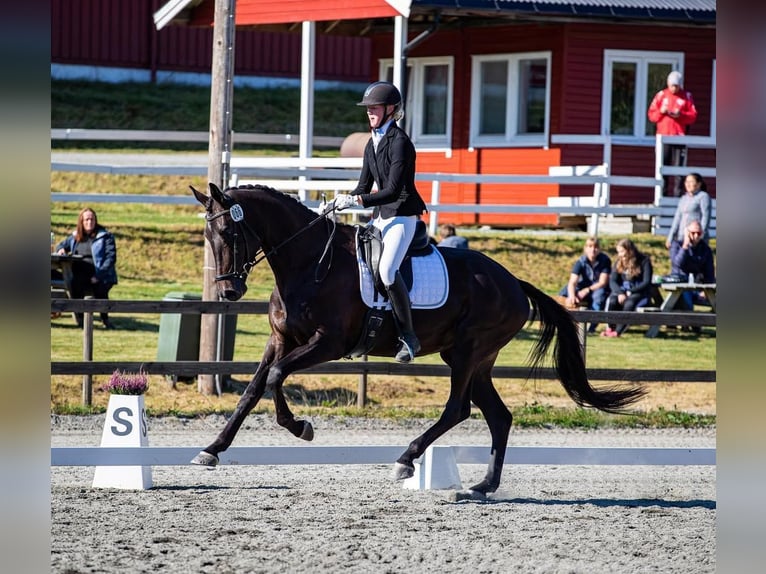 Hannover Castrone 10 Anni 172 cm Morello in Linz