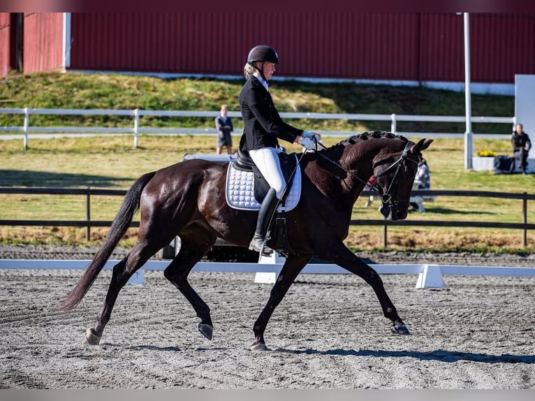 Hannover Castrone 10 Anni 172 cm Morello in Linz