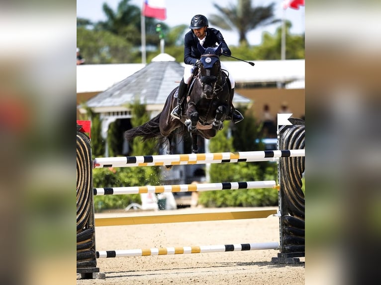 Hannover Castrone 10 Anni 172 cm Morello in Gelsenkirchen