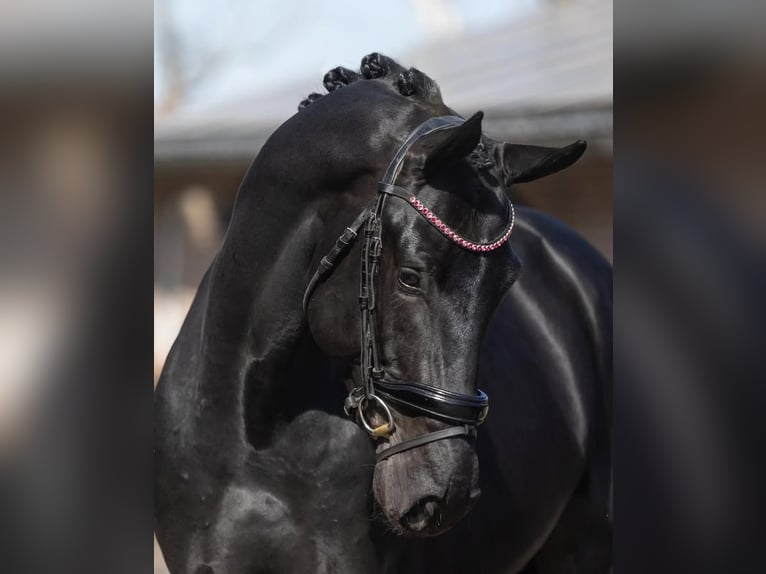 Hannover Castrone 10 Anni 172 cm Morello in Gelsenkirchen