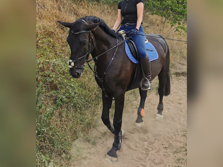 Hannover Castrone 10 Anni 172 cm Morello in Baiersdorf