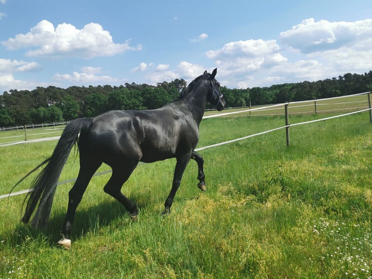 Hannover Castrone 10 Anni 172 cm Morello in Baiersdorf