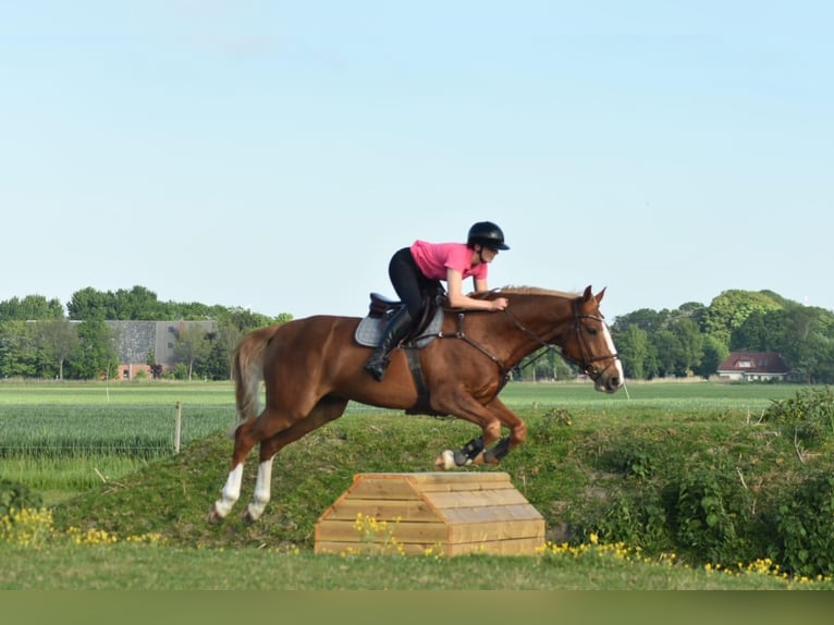 Hannover Castrone 10 Anni 172 cm Sauro in Marne