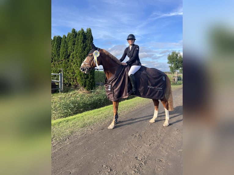 Hannover Castrone 10 Anni 172 cm Sauro in Marne