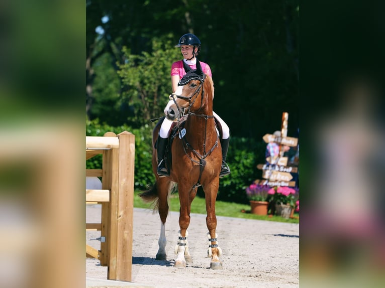 Hannover Castrone 10 Anni 172 cm Sauro in Marne