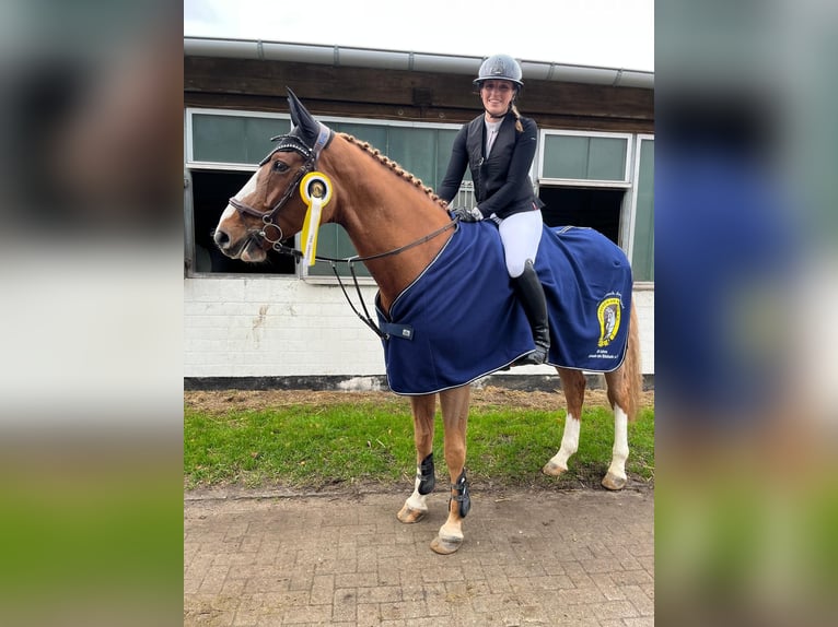 Hannover Castrone 10 Anni 172 cm Sauro in Marne