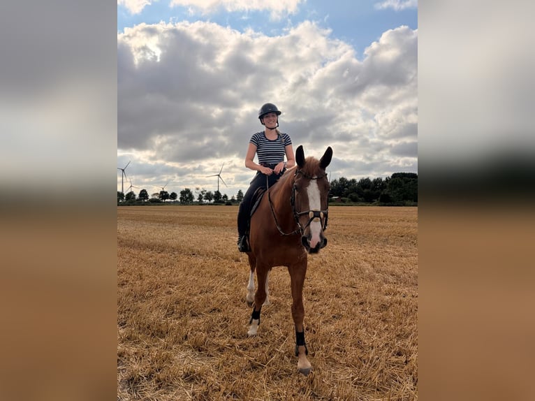 Hannover Castrone 10 Anni 172 cm Sauro in Marne