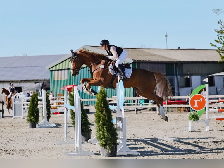 Hannover Castrone 10 Anni 172 cm Sauro in Marne