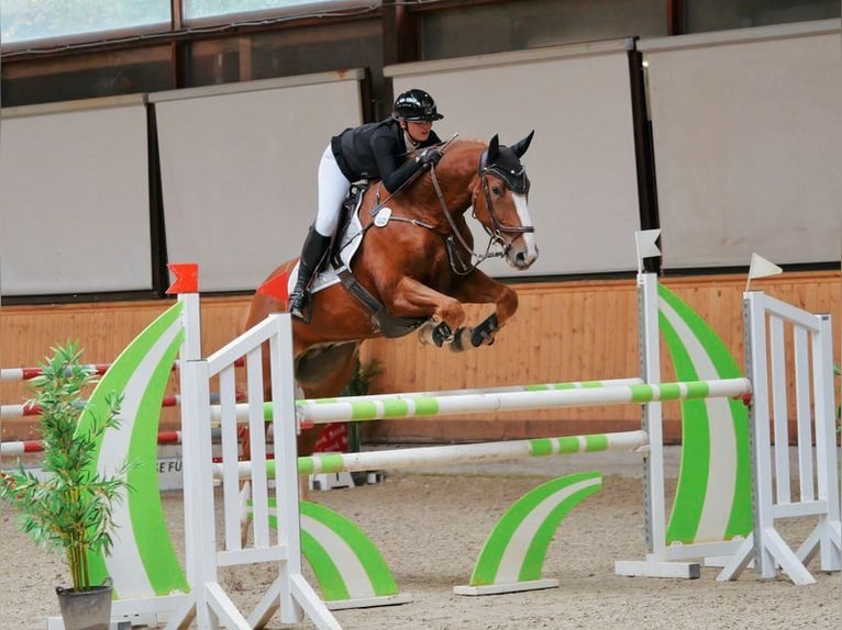 Hannover Castrone 10 Anni 172 cm Sauro in Marne