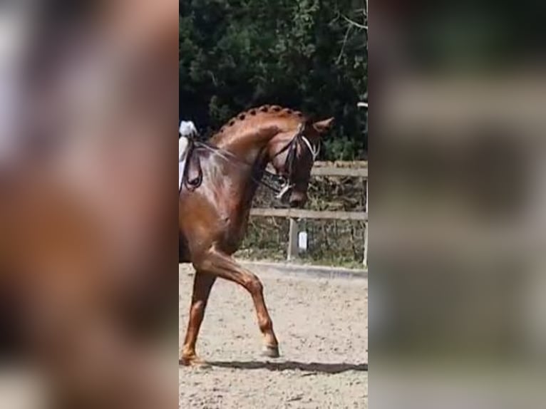 Hannover Castrone 10 Anni 172 cm Sauro scuro in Visselhövede