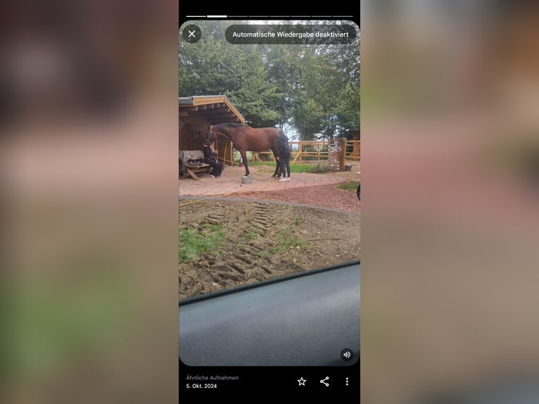 Hannover Castrone 10 Anni 173 cm Baio in Blomberg