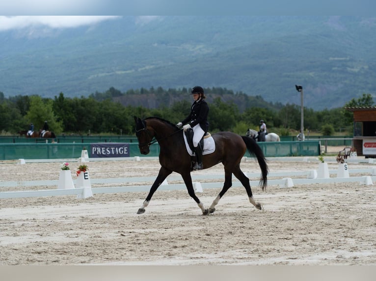 Hannover Castrone 10 Anni 173 cm Baio scuro in Aix en provence
