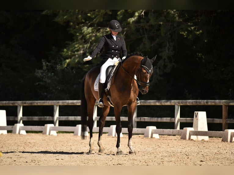 Hannover Castrone 10 Anni 173 cm Baio scuro in Aix en provence