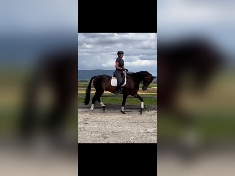 Hannover Castrone 10 Anni 173 cm Baio scuro in Bleckede
