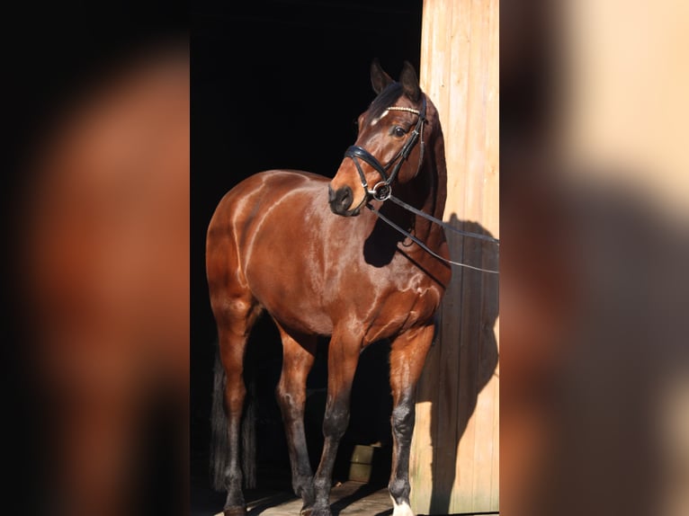 Hannover Castrone 10 Anni 174 cm Baio in Groß Ippener