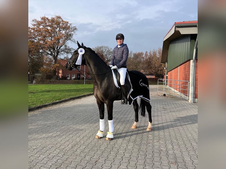 Hannover Castrone 10 Anni 174 cm Morello in Bad Zwischenahn