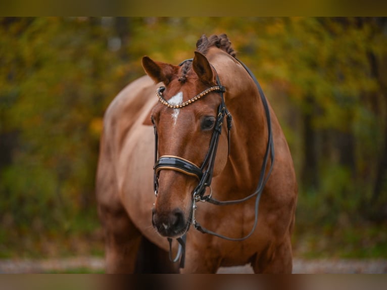 Hannover Castrone 10 Anni 174 cm Sauro scuro in Wehringen