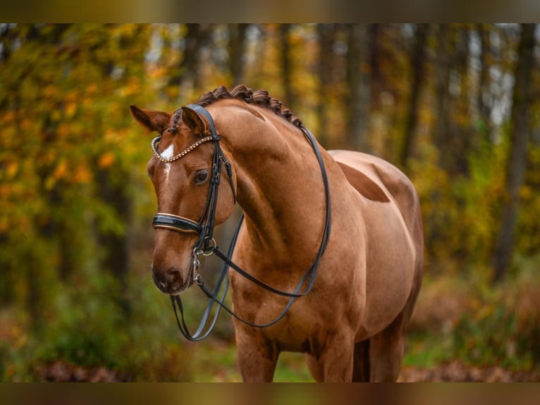 Hannover Castrone 10 Anni 174 cm Sauro scuro in Wehringen