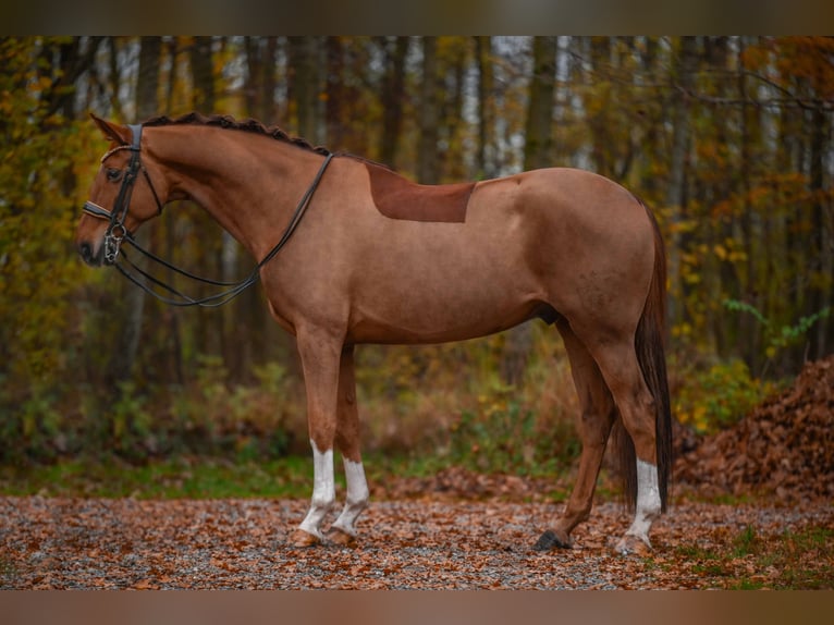 Hannover Castrone 10 Anni 174 cm Sauro scuro in Wehringen