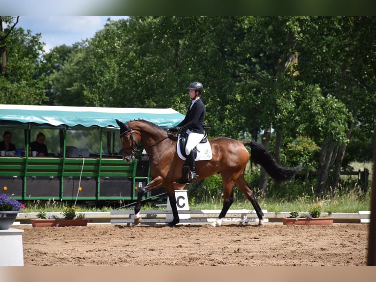 Hannover Castrone 10 Anni 175 cm Baio in Garbsen