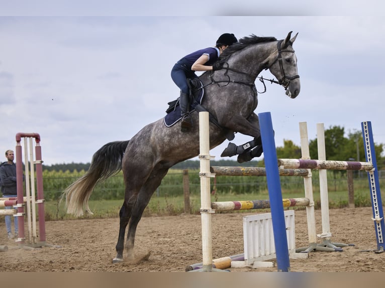 Hannover Castrone 10 Anni 175 cm Grigio trotinato in Ludwigslust