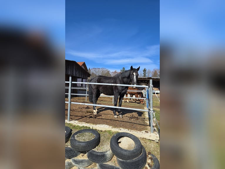 Hannover Castrone 10 Anni 175 cm Morello in Purgstall bei Eggersdorf