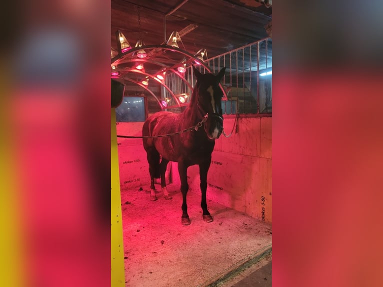 Hannover Castrone 10 Anni 175 cm Morello in Purgstall bei Eggersdorf