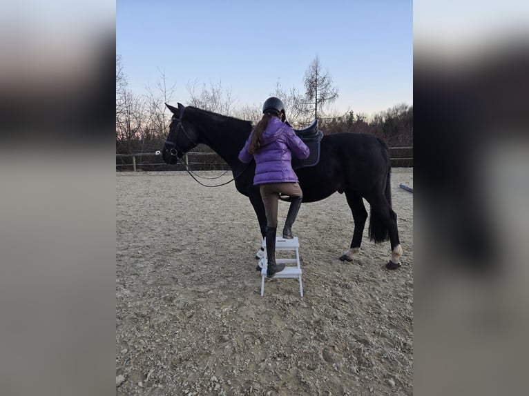 Hannover Castrone 10 Anni 175 cm Morello in Purgstall bei Eggersdorf