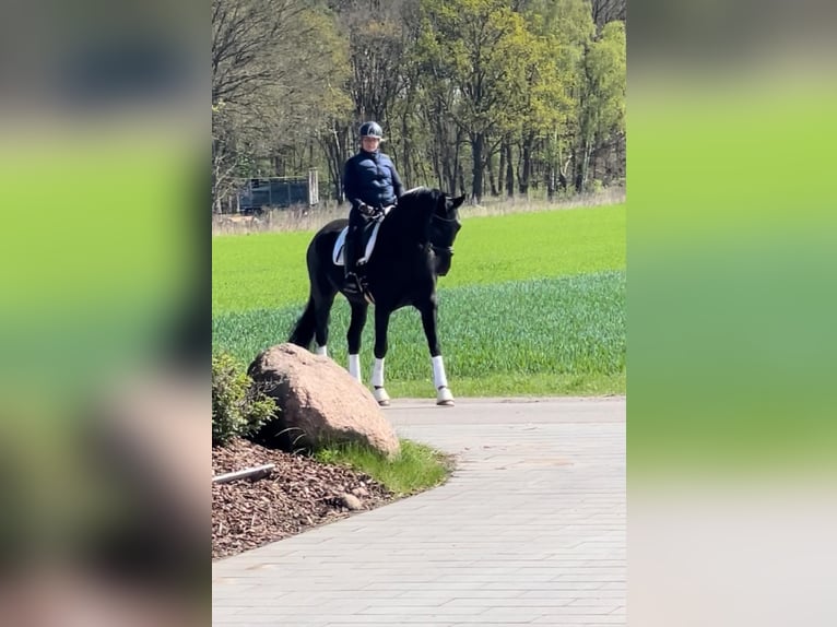 Hannover Castrone 10 Anni 175 cm Morello in Wolfsburg