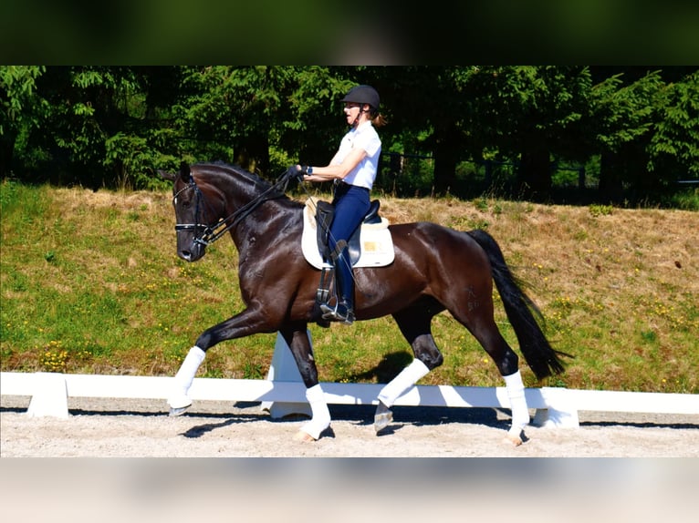 Hannover Castrone 10 Anni 175 cm Morello in Freiensteinau