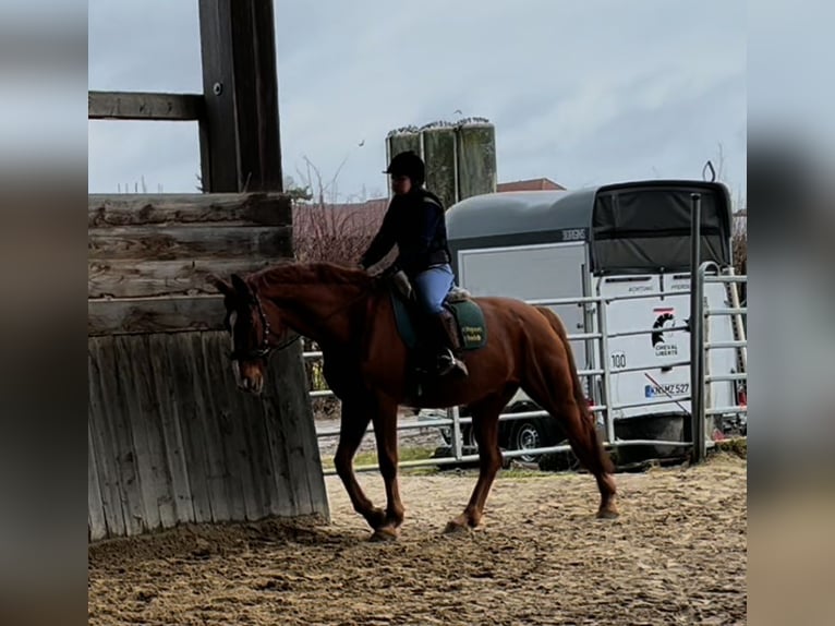 Hannover Castrone 10 Anni 175 cm Sauro in Kirchhain