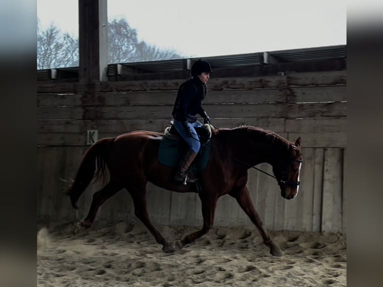 Hannover Castrone 10 Anni 175 cm Sauro in Kirchhain