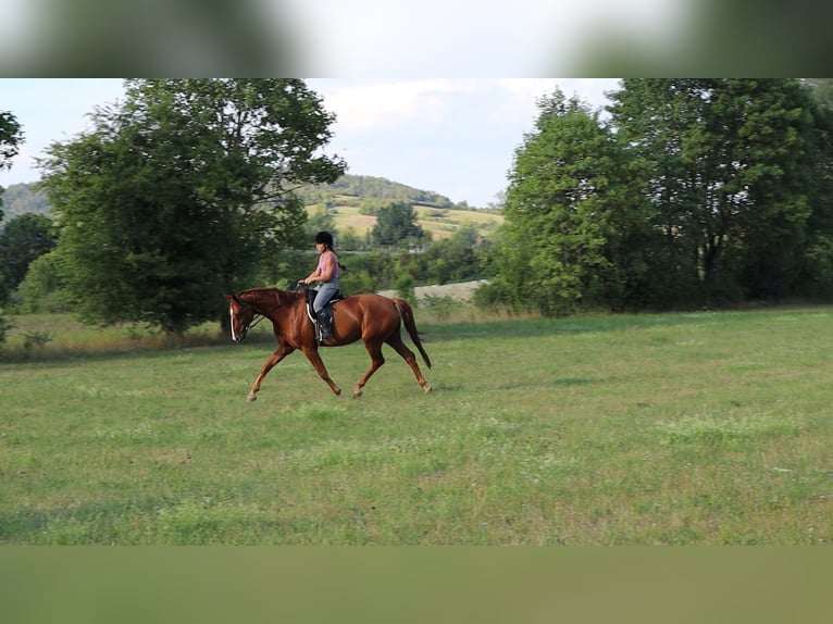 Hannover Castrone 10 Anni 175 cm Sauro in Kirchhain