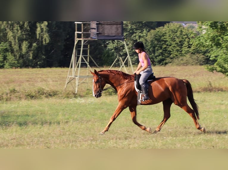 Hannover Castrone 10 Anni 175 cm Sauro in Kirchhain