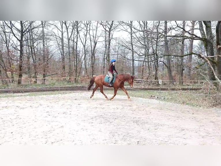 Hannover Castrone 10 Anni 175 cm Sauro in Kirchhain