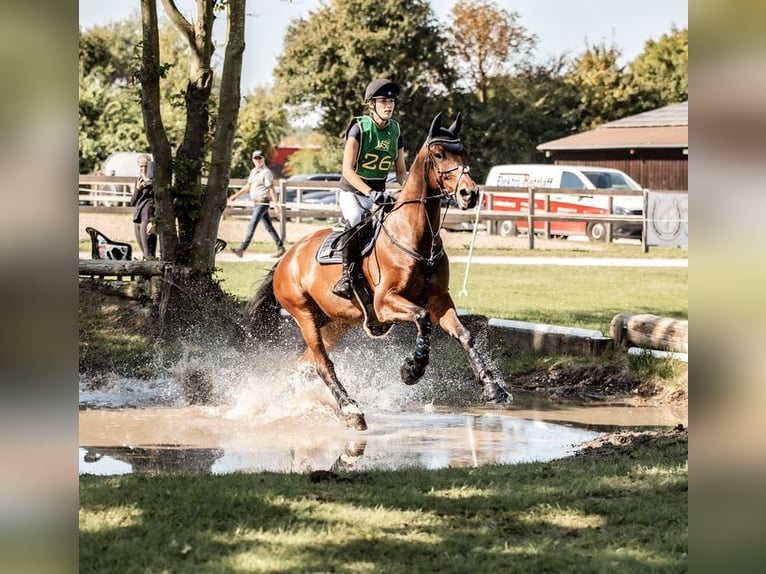 Hannover Castrone 10 Anni 176 cm Baio in Gütersloh