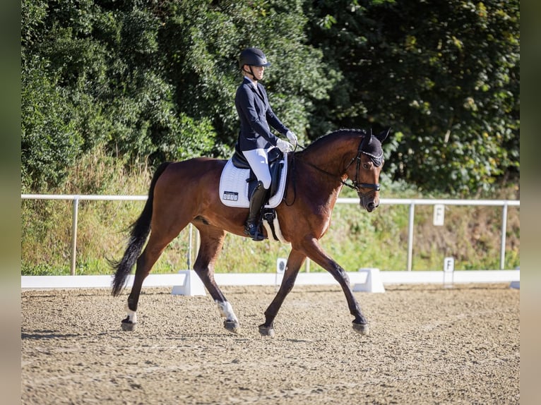 Hannover Castrone 10 Anni 176 cm Baio in Gütersloh