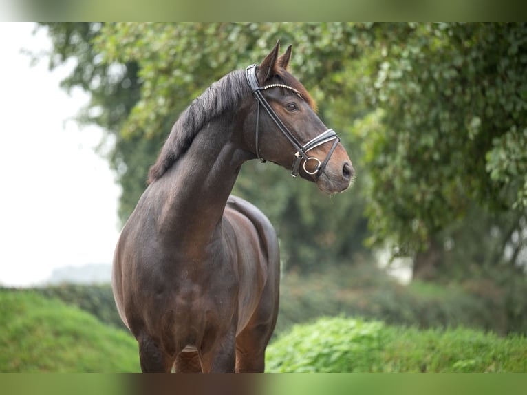 Hannover Castrone 10 Anni 176 cm Baio scuro in Grefrath