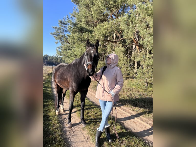 Hannover Castrone 10 Anni 177 cm Baio in Fürstenwalde