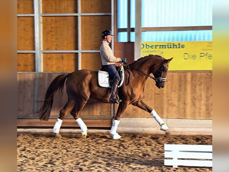 Hannover Castrone 10 Anni 180 cm Sauro scuro in Gleichen