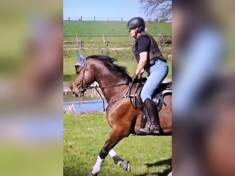 Hannover Castrone 10 Anni 182 cm Baio in Gedern