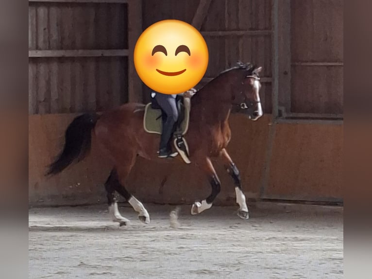 Hannover Castrone 10 Anni 182 cm Baio in Gedern