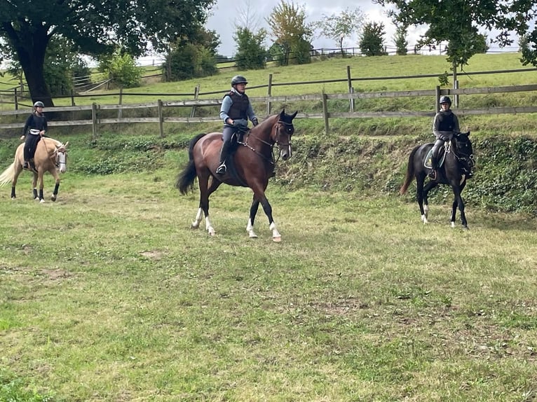 Hannover Castrone 10 Anni 182 cm Baio in Gedern