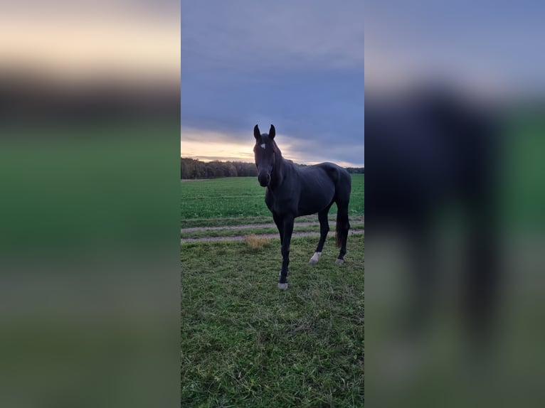 Hannover Castrone 10 Anni 182 cm Morello in Zwickau