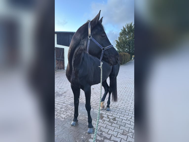 Hannover Castrone 10 Anni 182 cm Morello in Zwickau