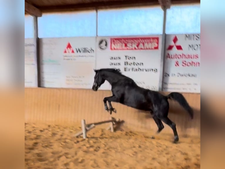 Hannover Castrone 10 Anni 182 cm Morello in Zwickau