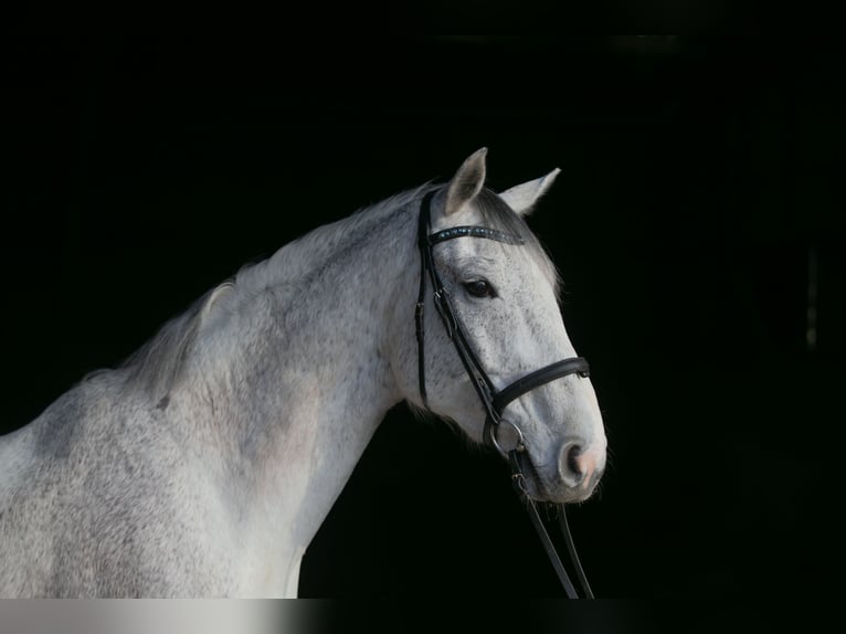 Hannover Castrone 10 Anni 184 cm  in Ladenburg